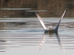 Långnäbbad mås (Chroicocephalus philadelphia, Slenderbilled Gull).