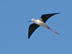 Styltlöpare (Himantopus himantopus, Black-winged Stilt).