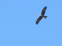 Brunglada (Milvus migrans, Black Kite). Spanien.