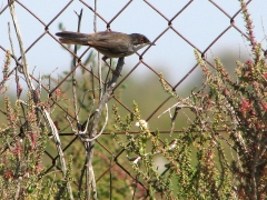 Sammetshätta (Sylvia melanocephala, Sardinian Warbler).