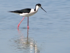 Styltlöpare (Himantopus himantopus, Black-winged Stilt) . Hanen har i regel mer svart på huvudet än honan.