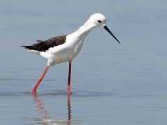 Styltlöpare( Himantopus himantopus, Black-winged Stilt). Honan har i regel mindre svart på huvudet än hanen.