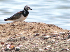 Roskarl (Arenaria interpres, Ruddy Turnstone).