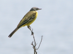 Gulärla (Motacilla flava, Yellow Wagtail).