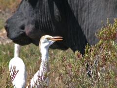 Kohäger( Bubulcus ibis, Cattle Egret).