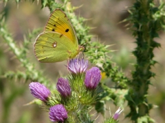 Colias crosea, Clouded Yellow.