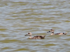 Marmorand (Marmaronetta angustrirostris, Marbled Duck) .Häckar sällsynt  i några få områden i södra Europa.