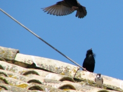 Svartstare (Sturnus unicolor, Spotless Starling) på hotelltaket. Olikt vår stare är den en stannfågel.  Bolonia .