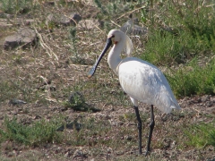 Skedstork (Platalea leucorodia, Eur. Spoonbill).