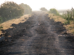 En av de knappt framkomliga vägarna i Cöto Doñana.