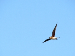 Rödvingad vadarsvala (Glareola pratincola, Collared Pratincole) Cöto Doñana.