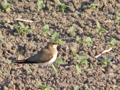 Rödvingad vadarsvala (Glareola pratincola, Collared Pratincole) Cöto Doñana.