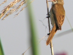 Trastsångare (Acrocephalus arundinaceus, Great Reed Warble)r sjöng flitigt. Cöto Doñana.