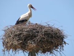 Vit stork (Ciconia ciconia, White Stork).