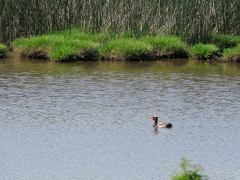 Rödhuvad dykand (Netta rufina, Red-crested Pochard) Rocina.