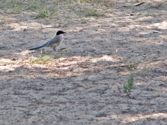 Blåskata (Cyanopica cyanus, Azure-winged Magpie). Närmaste utbredningsområde är Fjärran Östern!