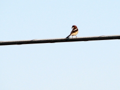 Rödhuvad törnskata (Lanius senator, Woodchat Shrike)