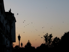 El Rocio