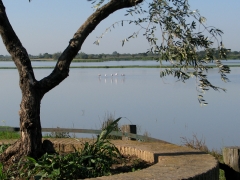 Flamingo (Phoenicopterus roseus, Greater Flamingo)