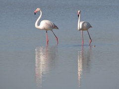 Flamingo (Phoenicopterus roseus, Greater Flamingo)