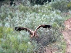 Gåsgam (Gyps fulvus,  Eur. Grifon  Vulture) landar på ett kadaver.