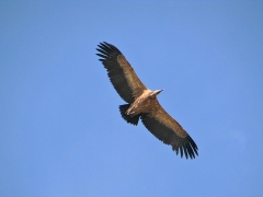 Gåsgam (Gyps fulvus,  Eur. Grifon  Vulture)