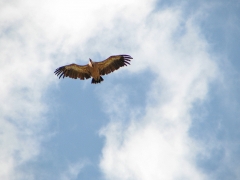 Gåsgam (Gyps fulvus,  Eur. Grifon  Vulture)