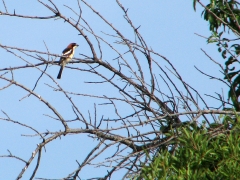 Rödhuvad törnskata ( Lanius senator,  Woodchat Shrike)