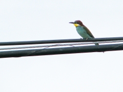 Biätare (Merops apiaster,  Eu. Bee-eater)