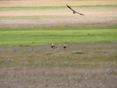 Stortrapp (Otis turda, Great Bustard) och  ängshök (Circus pygargus, Montagu's Harrier)