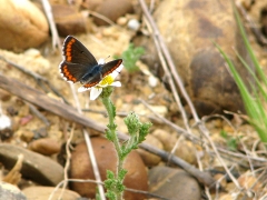 Rödfläckig blåvinge ( Aricia agestis, Brown Argus)