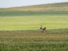 Stortrapp (Otis turda, Great Bustard)