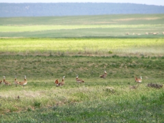 Stortrapp (Otis turda, Great Bustard) . Tyvärr på långt håll i besvärande värmedaller.