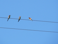 Biätare (Merops apiaster, Eu. Bee-eater)