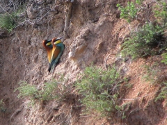 Biätare (Merops apiaster, Eu. Bee-eater)