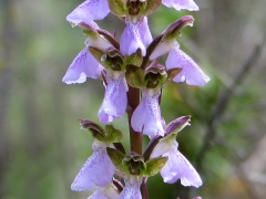 Androchis spitzelii ssp. cazorlensis