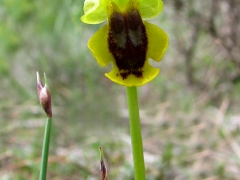 Ophrys lutea