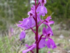 Androrchs mascula ssp. laxifloraeformis