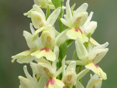 Dactylorhiza insularis var. bertonii