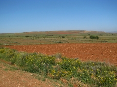 En vy från El Planeron - ett område med bl. a. många lärkor tjockfot, flyghöns,  m.m.