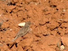 Dvärglärka (Calandrella rufescens, Lesser Short-toed Lark)