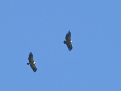 Gåsgam (Gyps fulvus, Eur. Griffon Vulture)