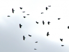 Alpkråka (Pyrrhocorax pyrrocorax, redbilled Chough)