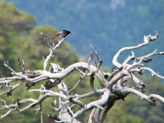 Svart Rödstjärt (Phoenicurus ochruros/ aterimus, Black Redstart)