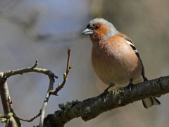 Bofink, hane (Fringilla coelebs, Common Chaffinch) Bokhultets NR, Växjö, Sm.