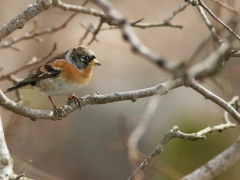 Bergfink, vinter(Fringilla montifringilla, Brambling) Söder, Växjö, Sm.