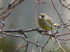 Grönfink, hane(Chloris chloris, Greenfinch) Söder, Växjö, Sm.