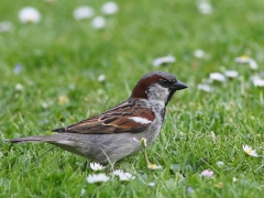 Gråsparv, hane (Passer domesticus, House Sparrow) Horna Fure, Åhus, Sk.