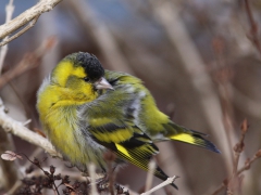 Grönsiska, hane (Carduelis spinus, Eur. Siskin) Söder, Växjö, Sm.