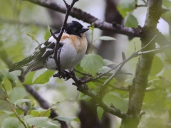 Bergfink, hane (Fringilla montifringilla, Brambling) Abisko, Tlm.